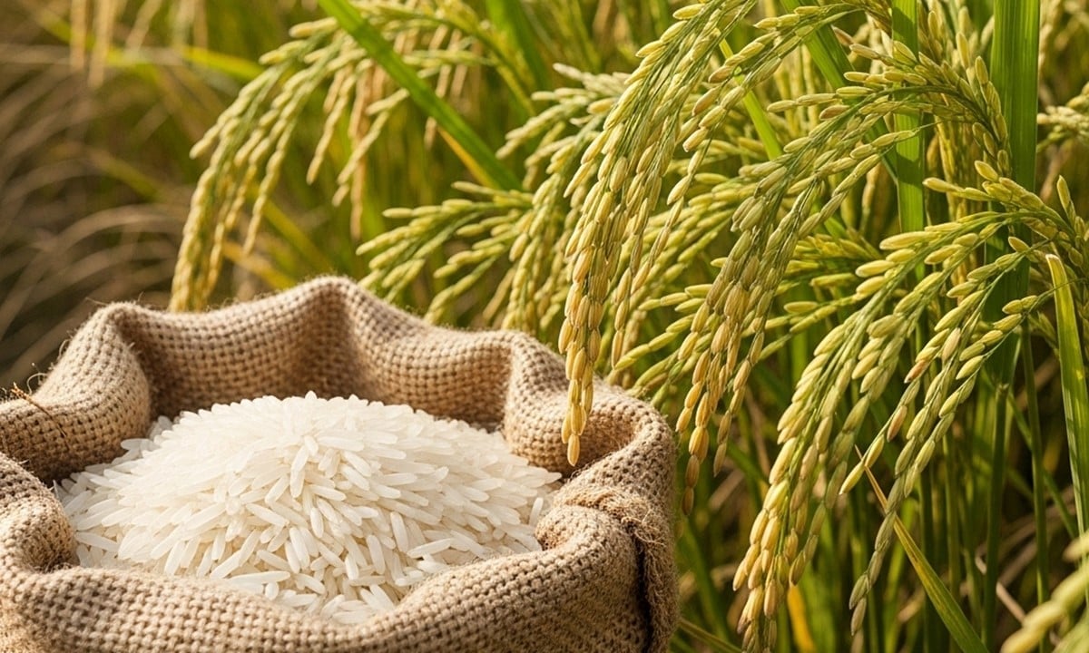 gia-lua-gao-hom-nay-001808885-114847